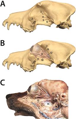 Clinical Features and Computed Tomography Findings Are Utilized to Characterize Retrobulbar Disease in Dogs